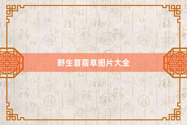 野生苜蓿草图片大全